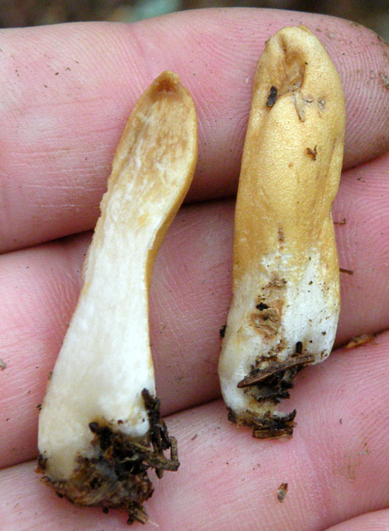 Clavariadelphus ligula?